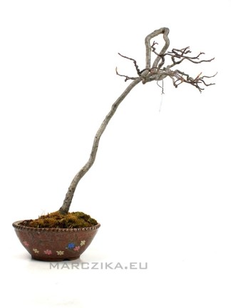 Photinia sp. japán bunjin bonsai