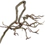 Photinia sp. japanese bunjin bonsai