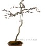 Photinia sp. japanese bunjin bonsai