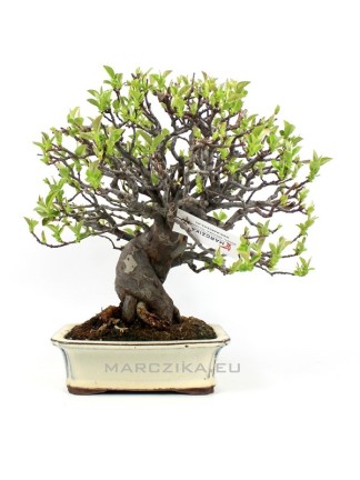 Pseudocydonia sinensis japán shohin bonsai