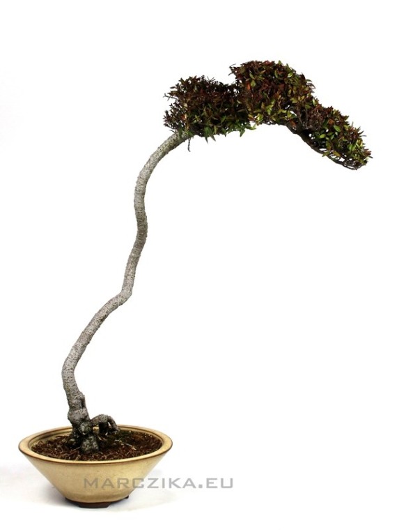Bunjin Trachelospermum Sp. bonsai from Japan