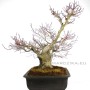 Japán juhar bonsai - Momiji Japánból