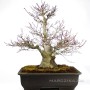 Japanese maple bonsai - Momiji from Japan