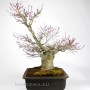 Japanese maple bonsai - Momiji from Japan