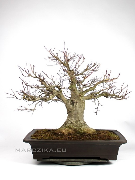 Momiji Japánból - Acer palmatum bonsai