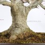Momiji from Japan - Acer palmatum bonsai