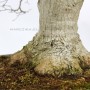 Momiji Japánból - Acer palmatum bonsai