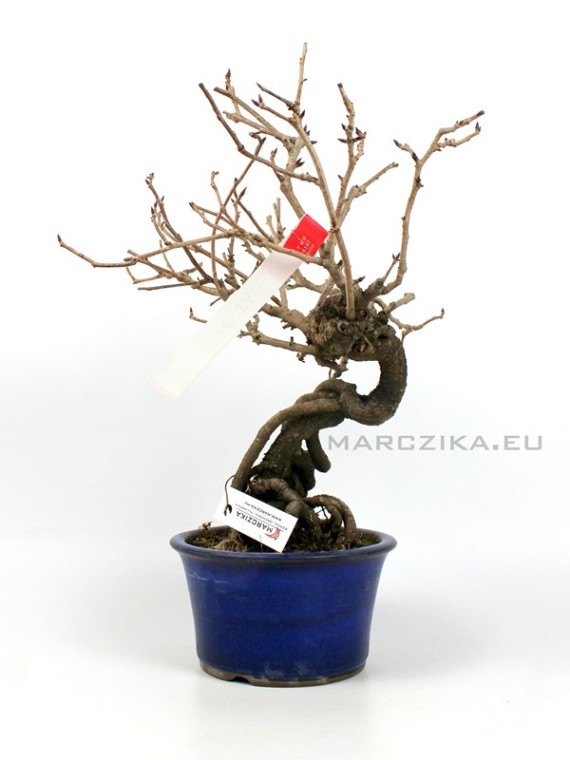Kadsura japonica neagari bonsai Japánból 01.