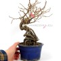 Kadsura japonica neagari bonsai from Japan 01.