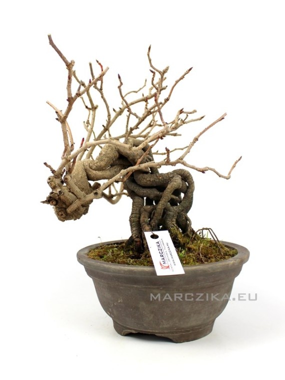 Kadsura japonica neagari bonsai Japánból 02.