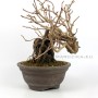 Kadsura japonica neagari bonsai from Japan 02.