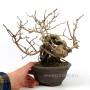 Kadsura japonica neagari bonsai from Japan 02.