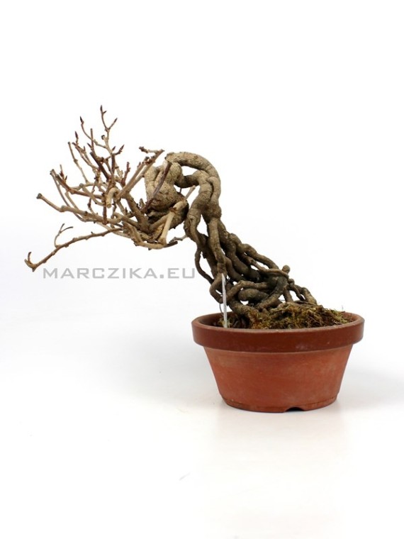 Kadsura japonica neagari bonsai from Japan 03.