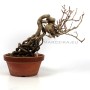 Kadsura japonica neagari bonsai from Japan 03.