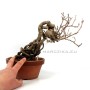 Kadsura japonica neagari bonsai Japánból 03.