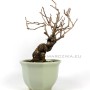 Kadsura japonica neagari bonsai from Japan 04.