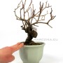 Kadsura japonica neagari bonsai Japánból 04.