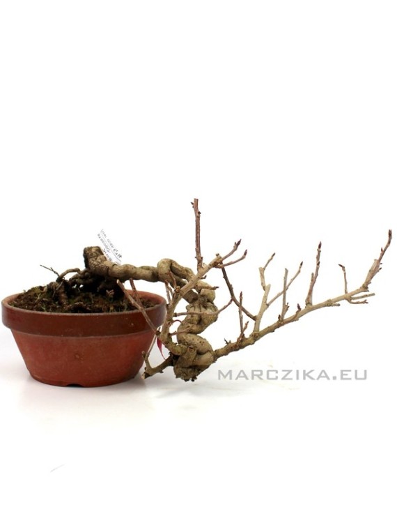 Kadsura japonica neagari bonsai Japánból 05.