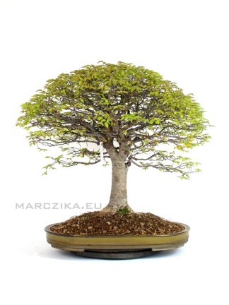 Zelkova serrata japán bonsai hokidachi stílusban