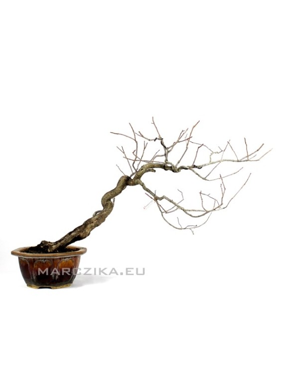 Diospyros kaki shakan - bunjin bonsai