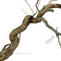 Diospyros kaki shakan - bunjin bonsai