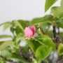 Pseudocydonia sinensis bonsai from Japan