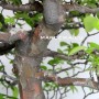 Pseudocydonia sinensis bonsai Japánból