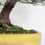 Pseudocydonia sinensis bonsai from Japan