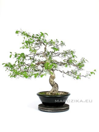 Japán Euonymus bonsai bunjin - moyogi stílusban