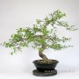 Japanese Euonymus bonsai in bunjin - moyogi style
