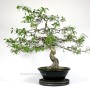 Japanese Euonymus bonsai in bunjin - moyogi style