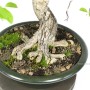 Japán Euonymus bonsai bunjin - moyogi stílusban