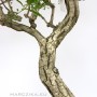 Japán Euonymus bonsai sokan stílusban