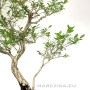 Japán Euonymus bonsai sokan stílusban