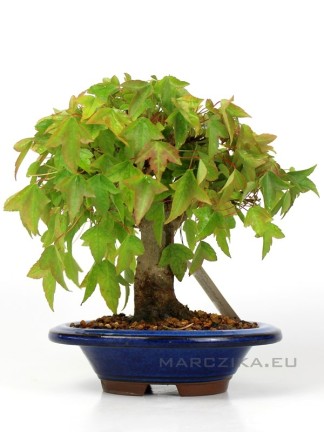 Acer buergerianum - shohin kaede bonsai