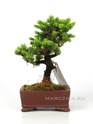 Picea jezoensis shohin bonsai Japánból 06.