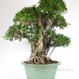 Indoor bonsai with strong air roots - Ficus retusa 100 cm