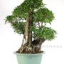 Szoba bonsai erős léggyökerekkel - Ficus retusa ( Gumifa ) 100 cm