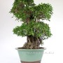 Szoba bonsai erős léggyökerekkel - Ficus retusa ( Gumifa ) 100 cm