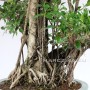 Indoor bonsai with strong air roots - Ficus retusa 100 cm