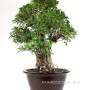 Szoba bonsai erős léggyökerekkel - Ficus retusa 100 cm ( Gumifa )