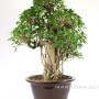 Indoor bonsai with strong air roots - Ficus retusa ( 100 cm )