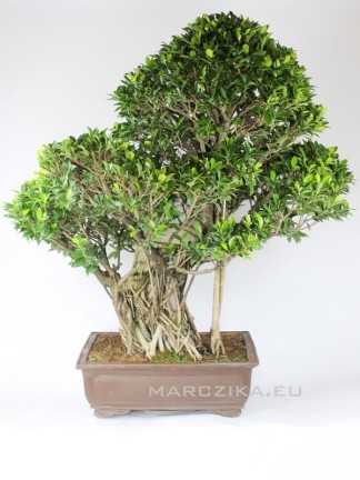 Moyogi Ficus retusa bonsai 136 cm