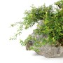 Ishitsuki japanese bonsai composition