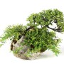 Ishitsuki japán bonsai kompozíció