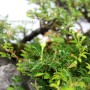 Ishitsuki japanese bonsai composition