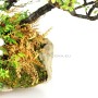 Ishitsuki japán bonsai kompozíció