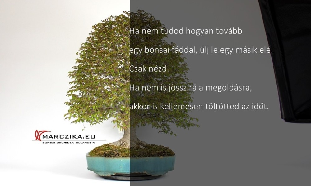 Mikor egy Zelkova serrata klasszikus japán bonsai de mégsem hokidachi...