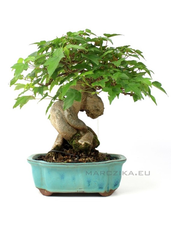 Acer buergerianum - Háromerű juhar shohin bonsai