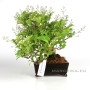 Premna japonica klasszikus shohin bonsai Japánból